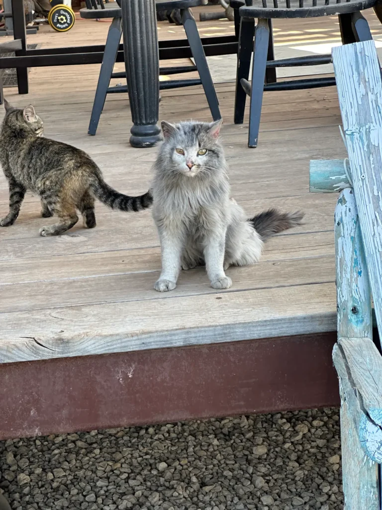 Cats living ranch life